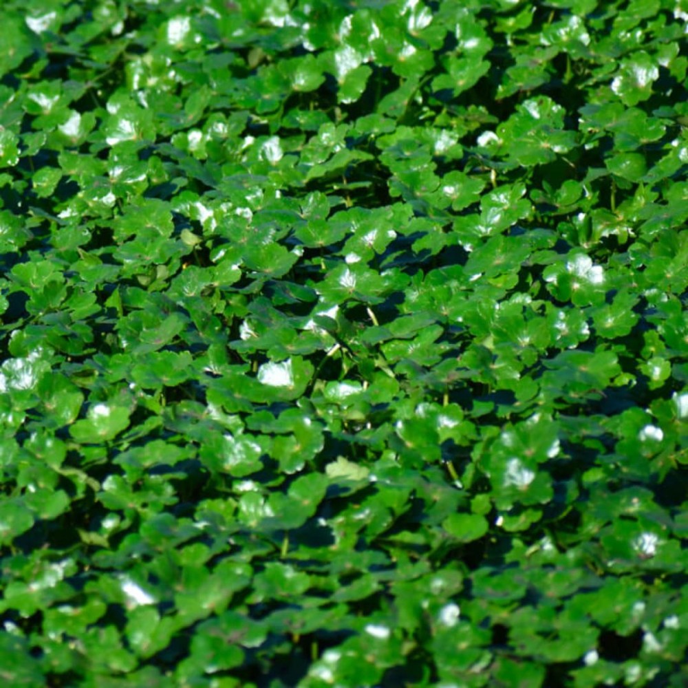 Hydrocotyle nova zealandiae 18cm