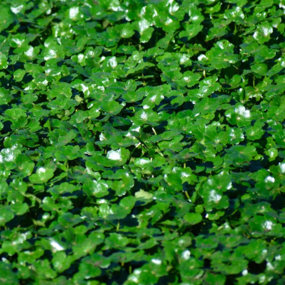 Hydrocotyle Nova Zelandia 9cm