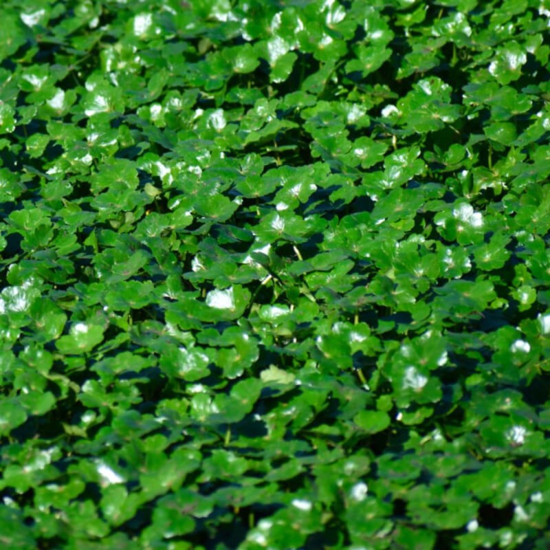 Hydrocotyle Nova Zelandia 9cm