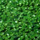 Hydrocotyle Nova Zelandia 9cm