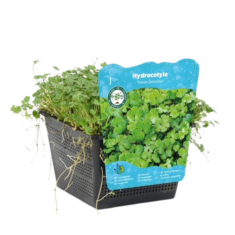 Hydrocotyle Nova Zelandia 9cm