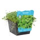 Hydrocotyle Nova Zelandia 9cm
