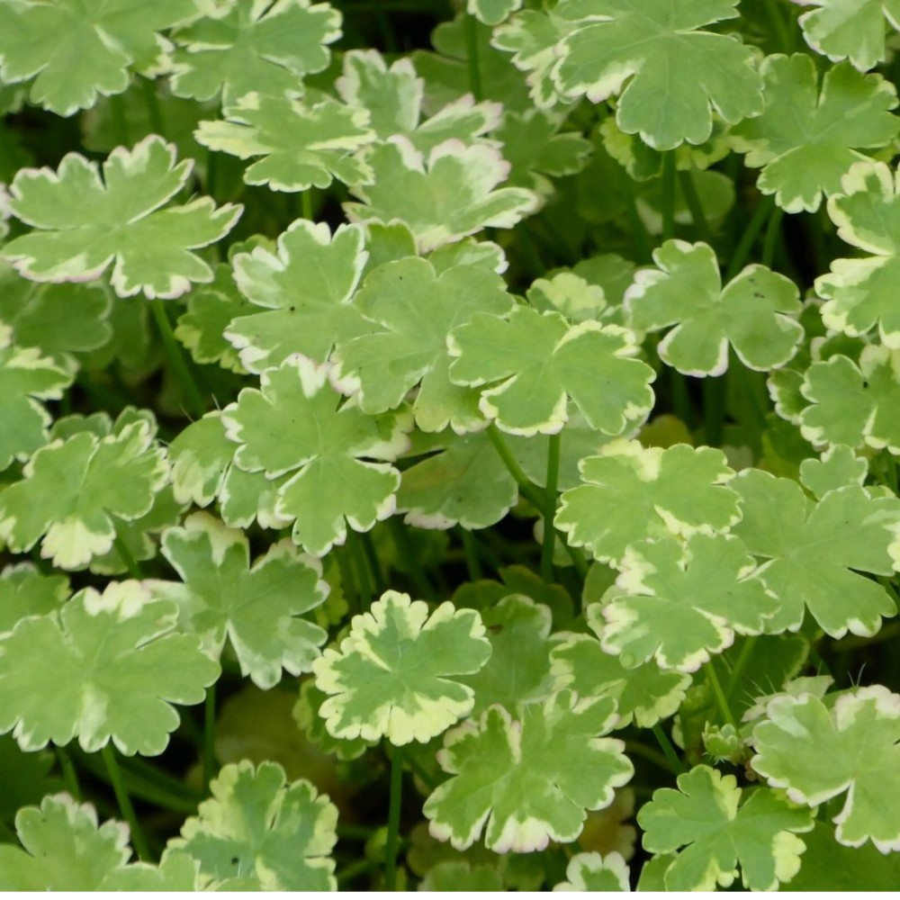 Hydrocotyle sib.variegata 18cm