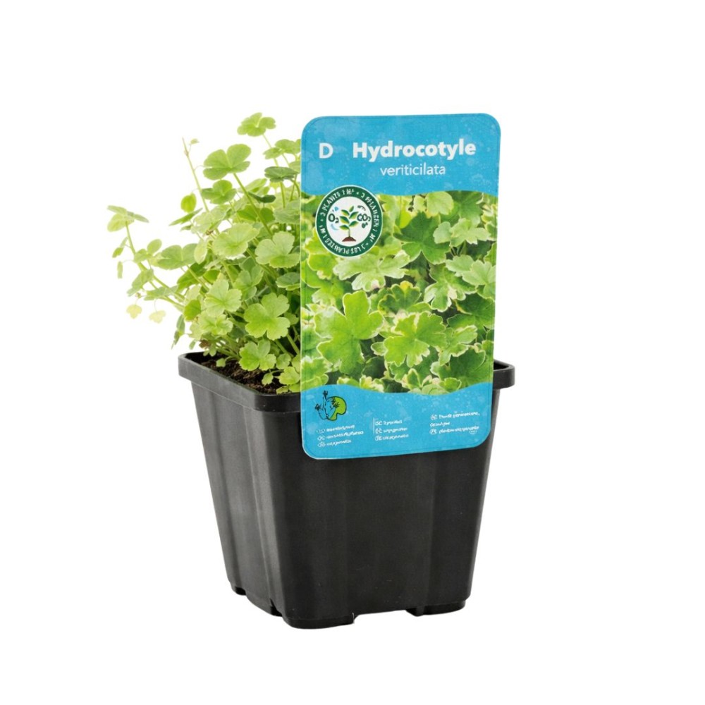 Hydrocotyle sib.variegata 18cm