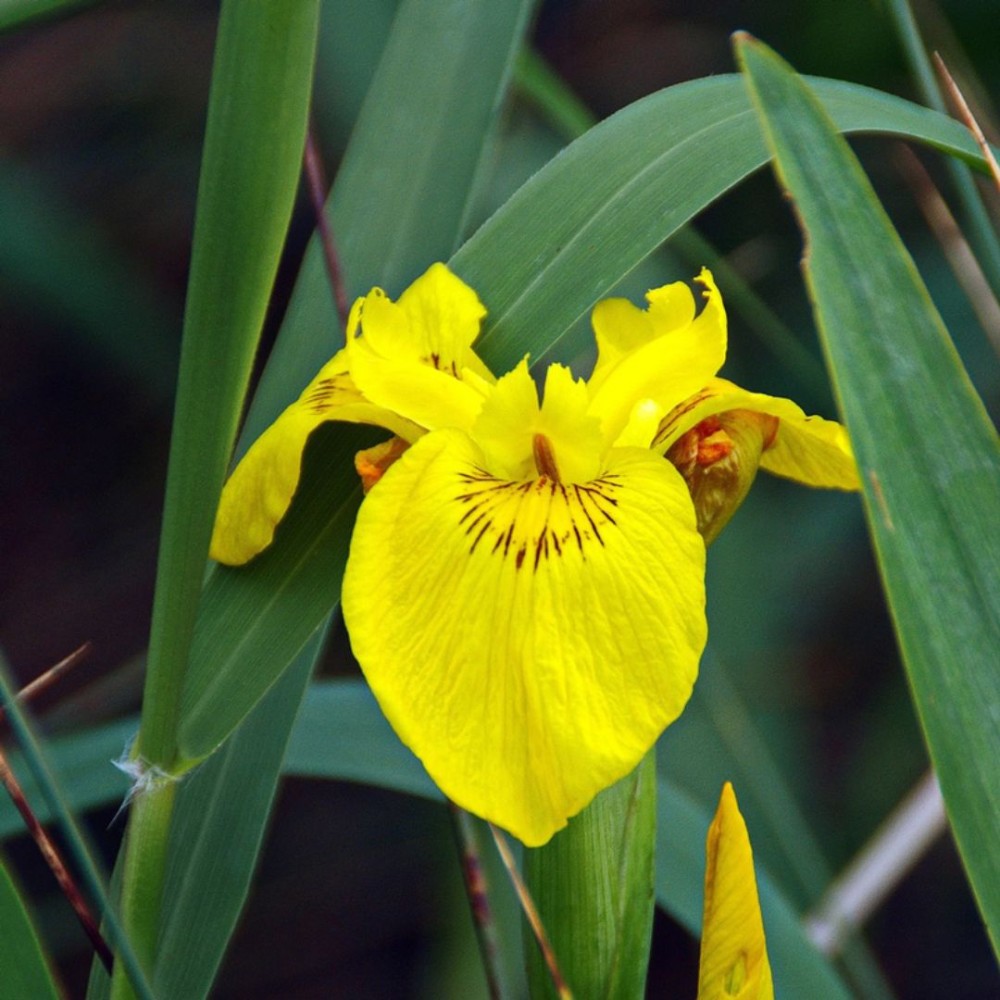 Iris pseudacorus alba  9cm