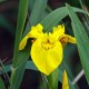 Iris pseudacorus alba  9cm