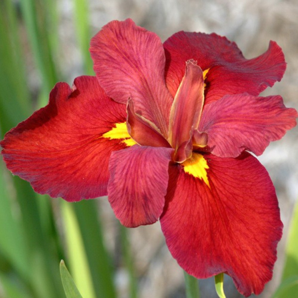 Iris ann chowing 9cm