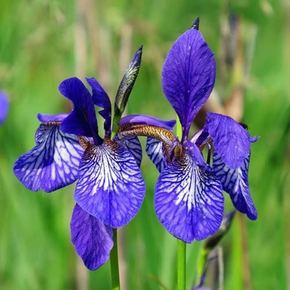 Iris Sibirica 9cm