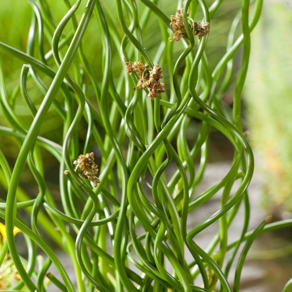 Juncus effusus spiralis 18cm