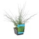 Juncus effusus spiralis 18cm