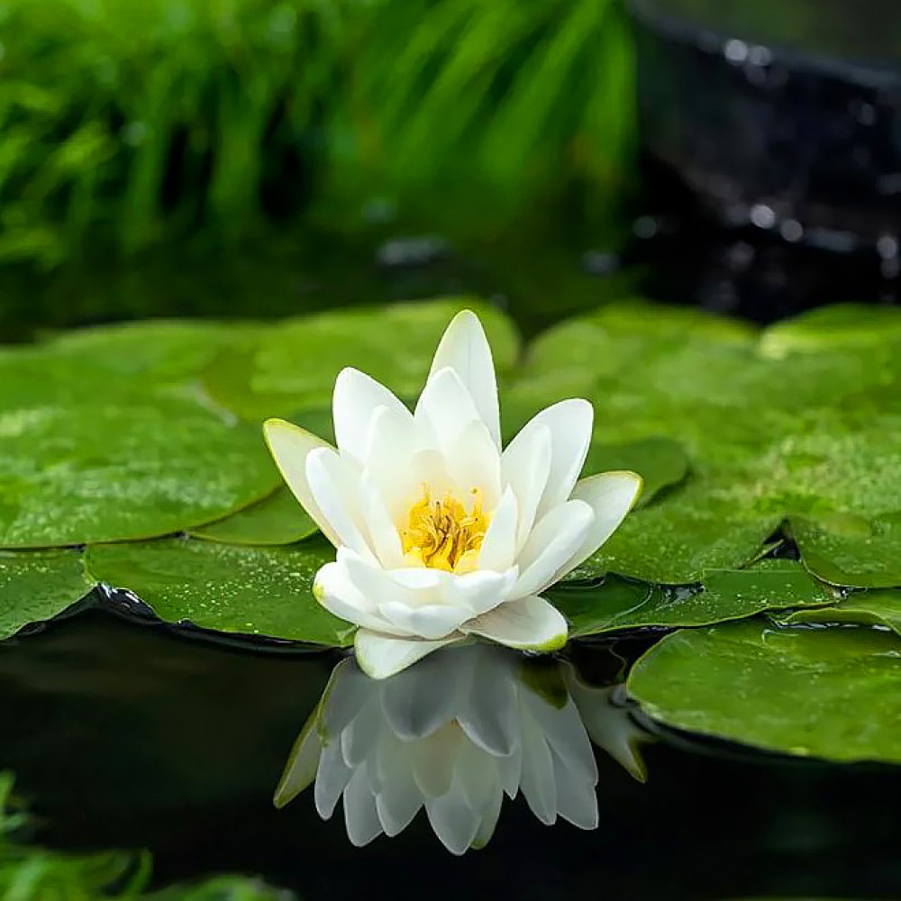 White Water Lily 11cm