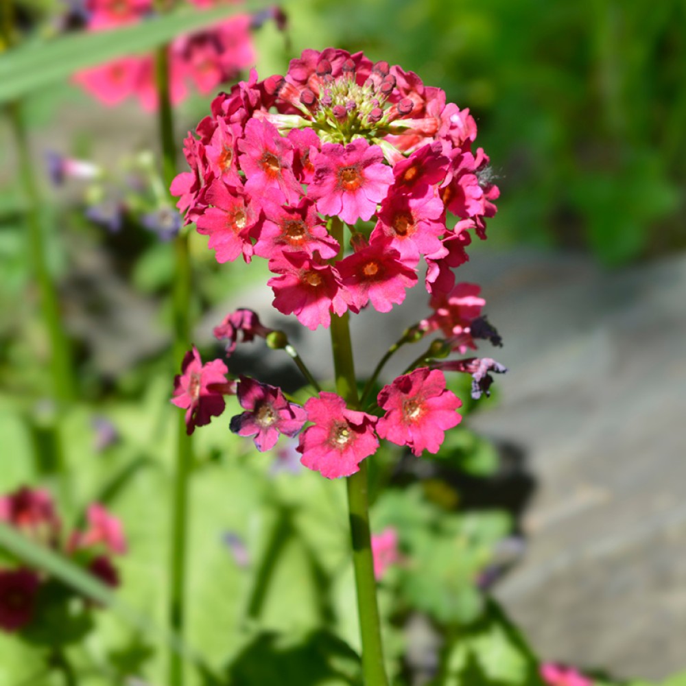 Primula Japonicus Millers 9cm