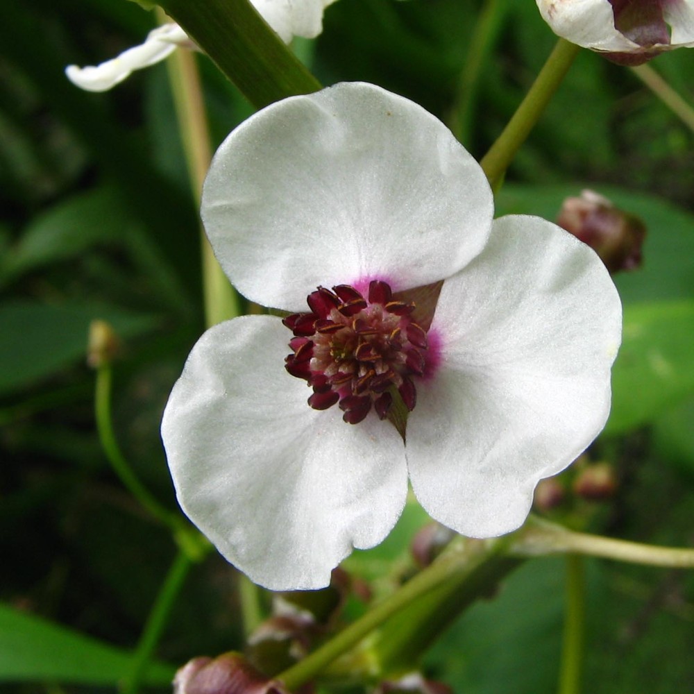 Sagitaria Sagittifolia 9cm