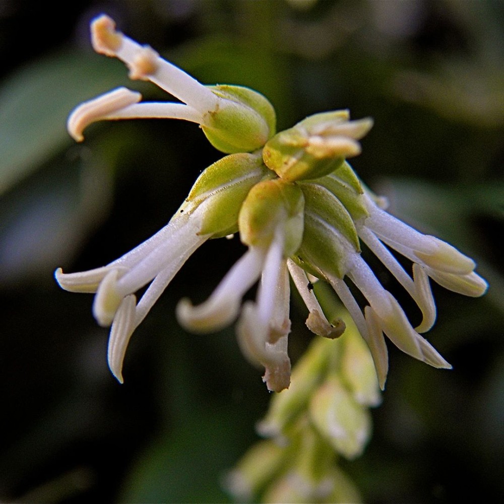 Sarcococca hookeriana Winter Gem 17cm