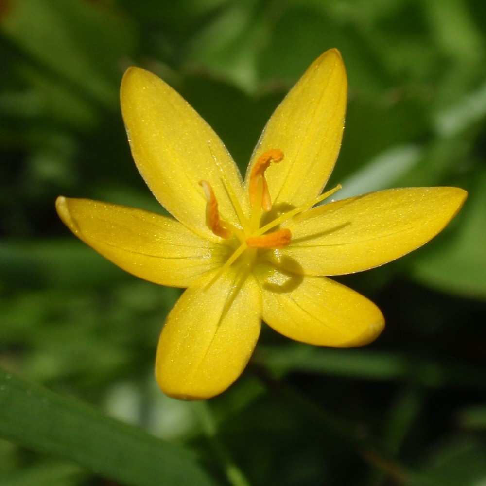 Sisyrinchium Californicum 9cm