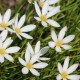 Zephranthes Candida 9cm