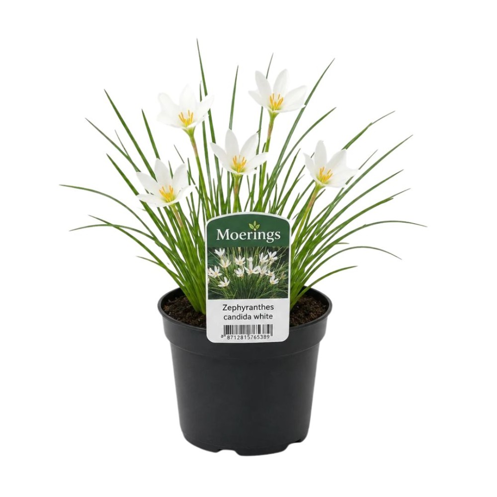 Zephranthes Candida 9cm