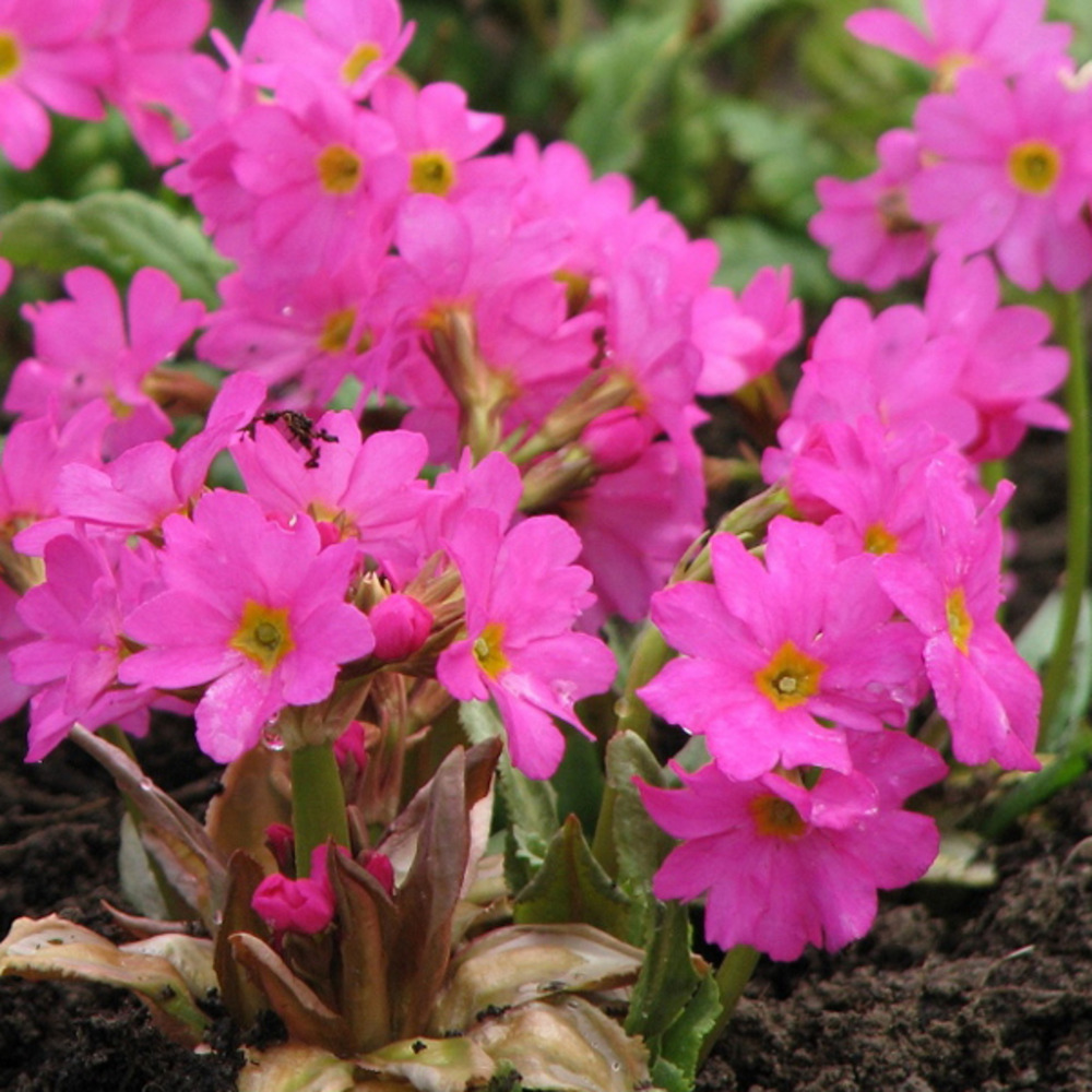 Primula Rosea 9cm