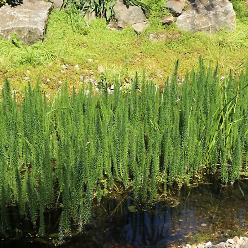 Hippuris vulgaris 9cm