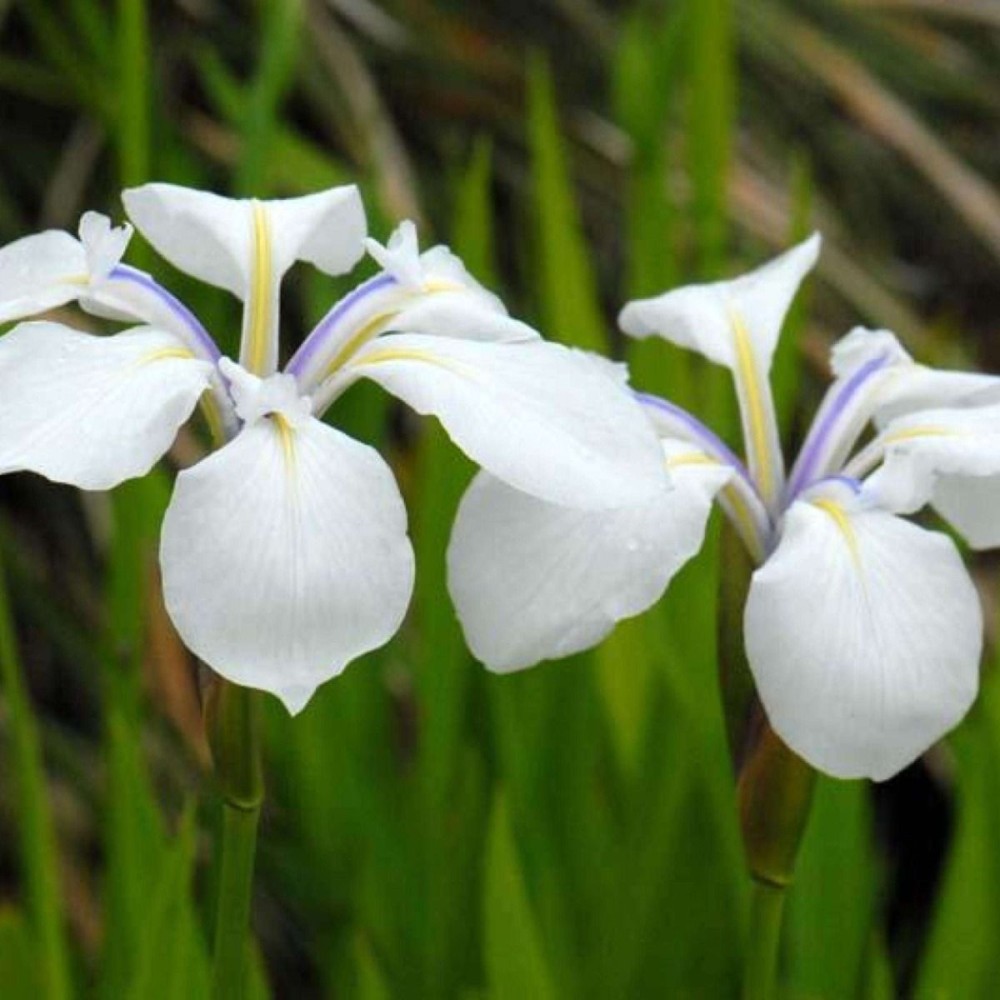 Iris Laevigata Snowdrift 9cm