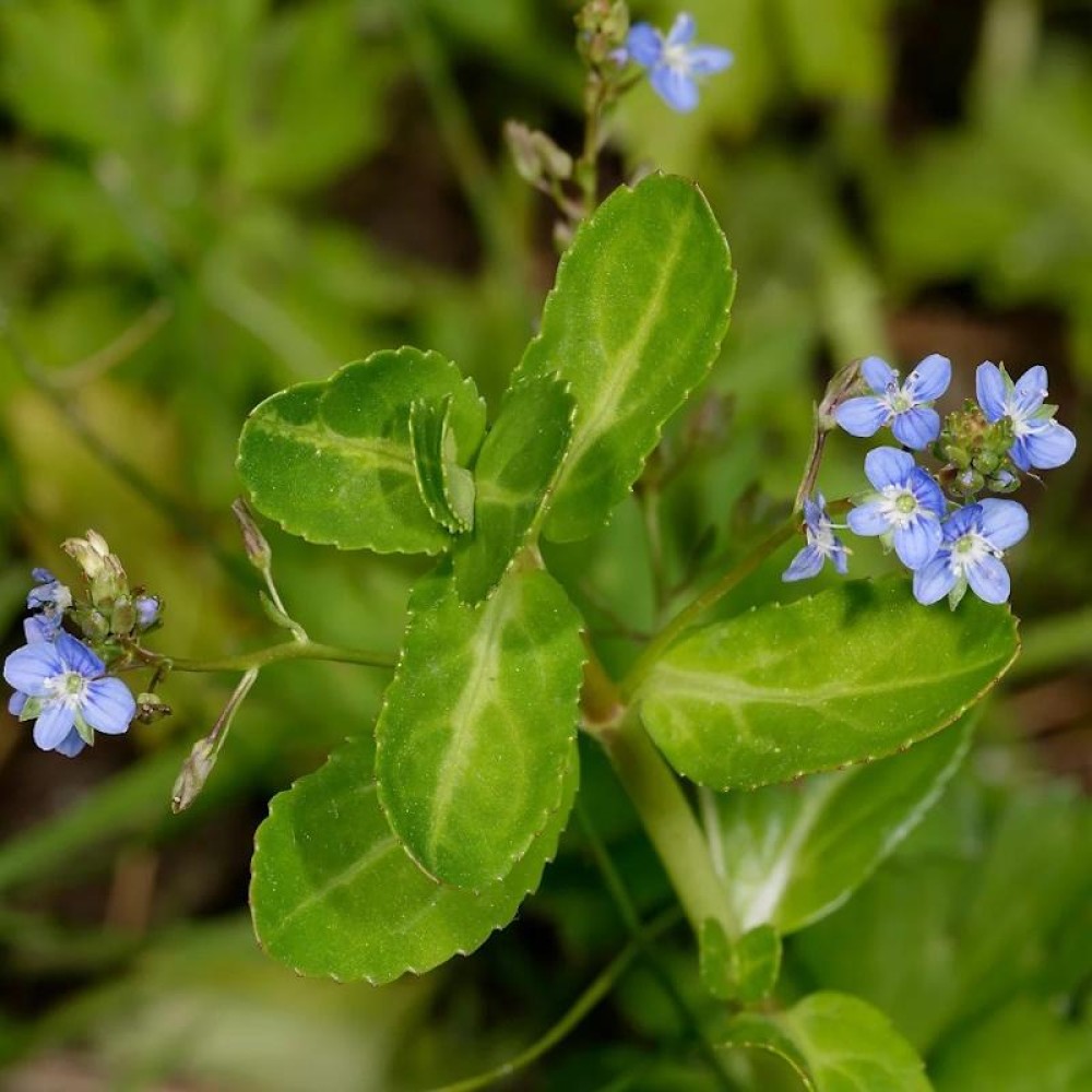 Veronica Beccabunga 9cm