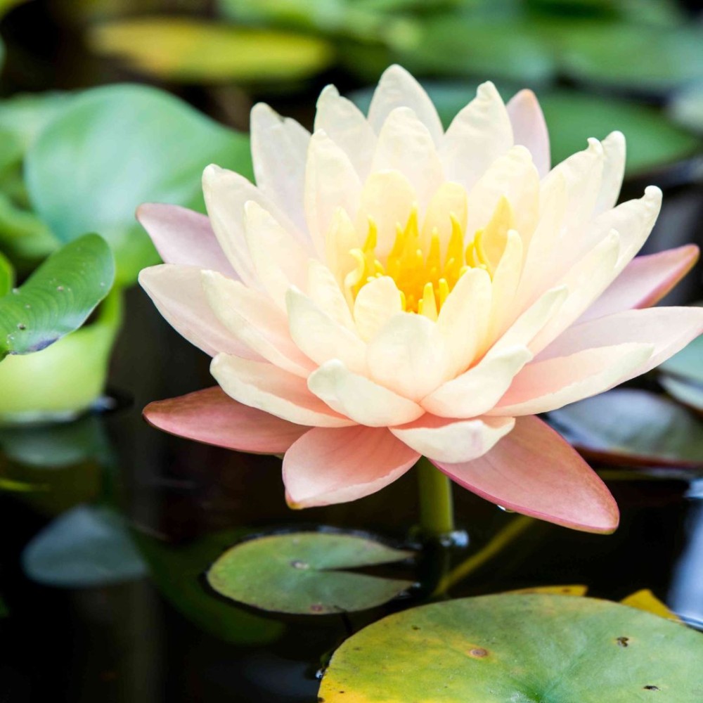 Pond Lillies