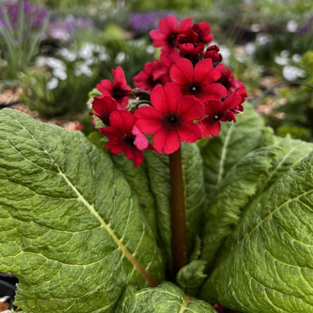 Primula Japonicus Millers 9cm