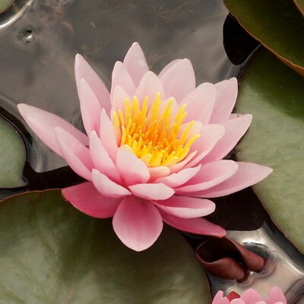 Pink Water lily 11cm