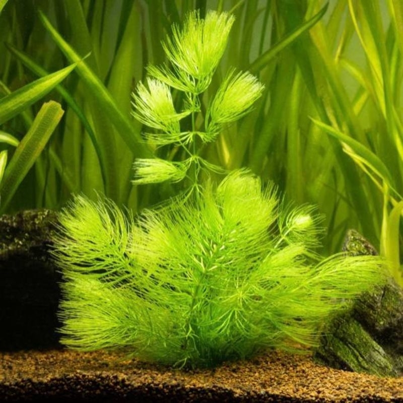 Ceratophyllum Demersum 12cm
