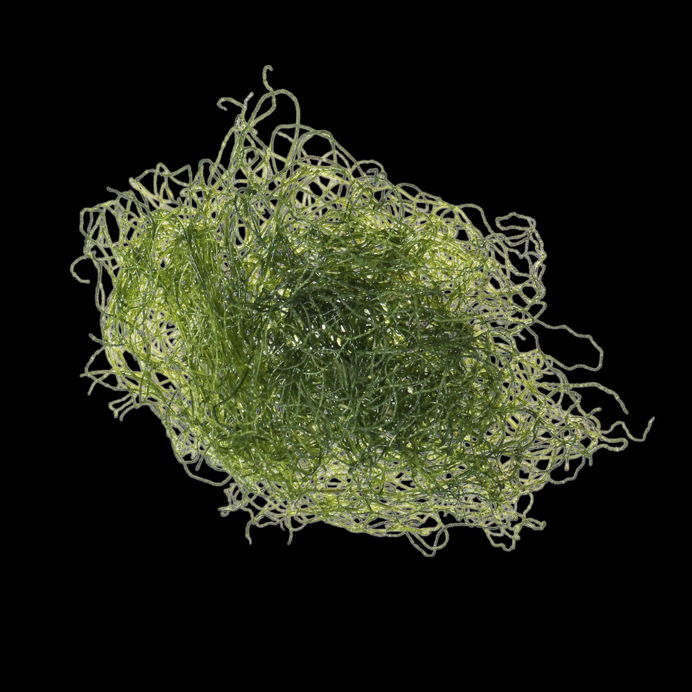 K-Chaeto