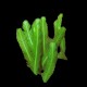 Needle Algae - Medium