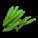 Algae
