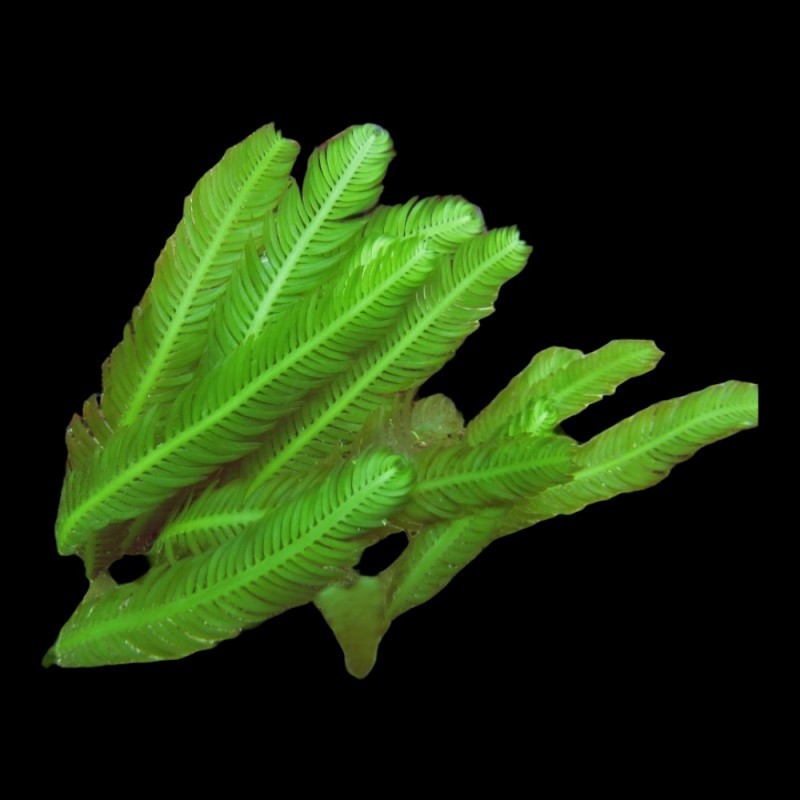 Needle Algae - Medium