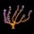 Sea Fans