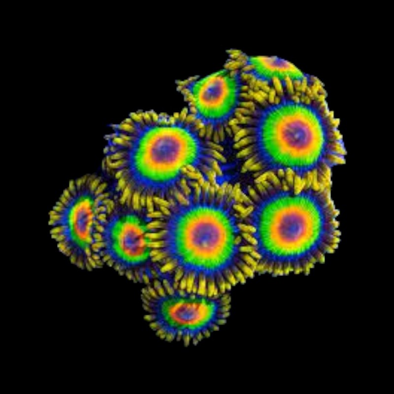 WYSIWYG Frags-1