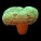 Soft Corals