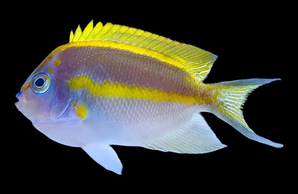 One of our biggest new Marine Fish & Coral shipments this year!