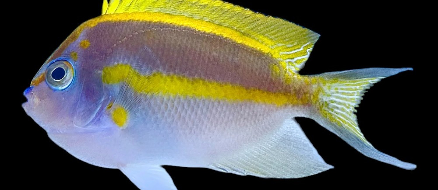 One of our biggest new Marine Fish & Coral shipments this year!