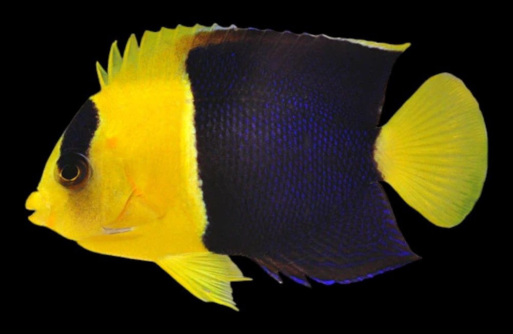 [Galway] From Clown fish to Angels to Goby! You're not going to want to miss out on our latest arrivals! 