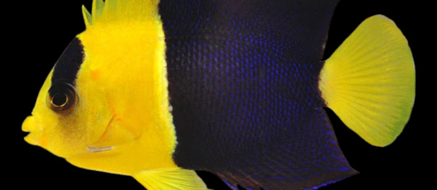 [Galway] From Clown fish to Angels to Goby! You're not going to want to miss out on our latest arrivals! 