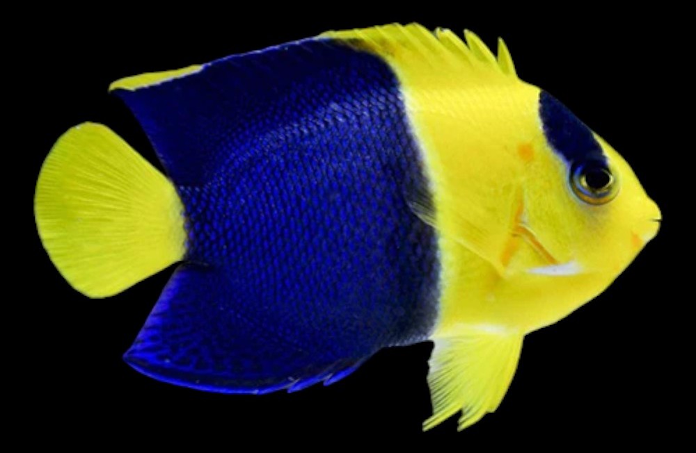 Start the week the right way with out latest Marine fish to arrive!