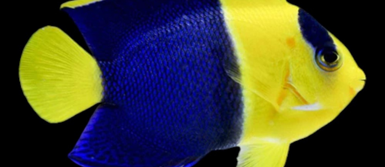 Start the week the right way with out latest Marine fish to arrive!