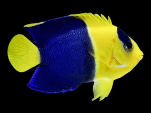 Start the week the right way with out latest Marine fish to arrive!