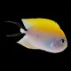 Black Spot Lyretail female