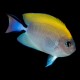 Black Spot Lyretail female