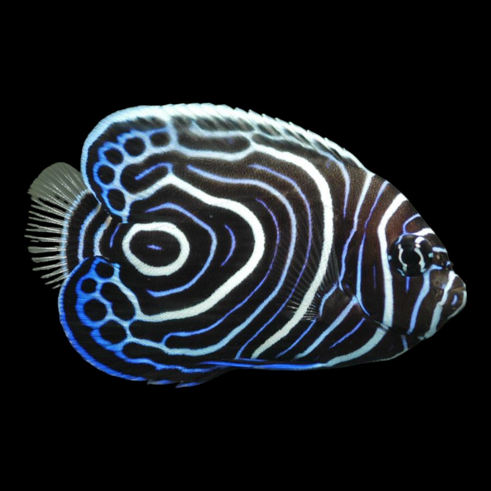 Emperor Angel - Juv