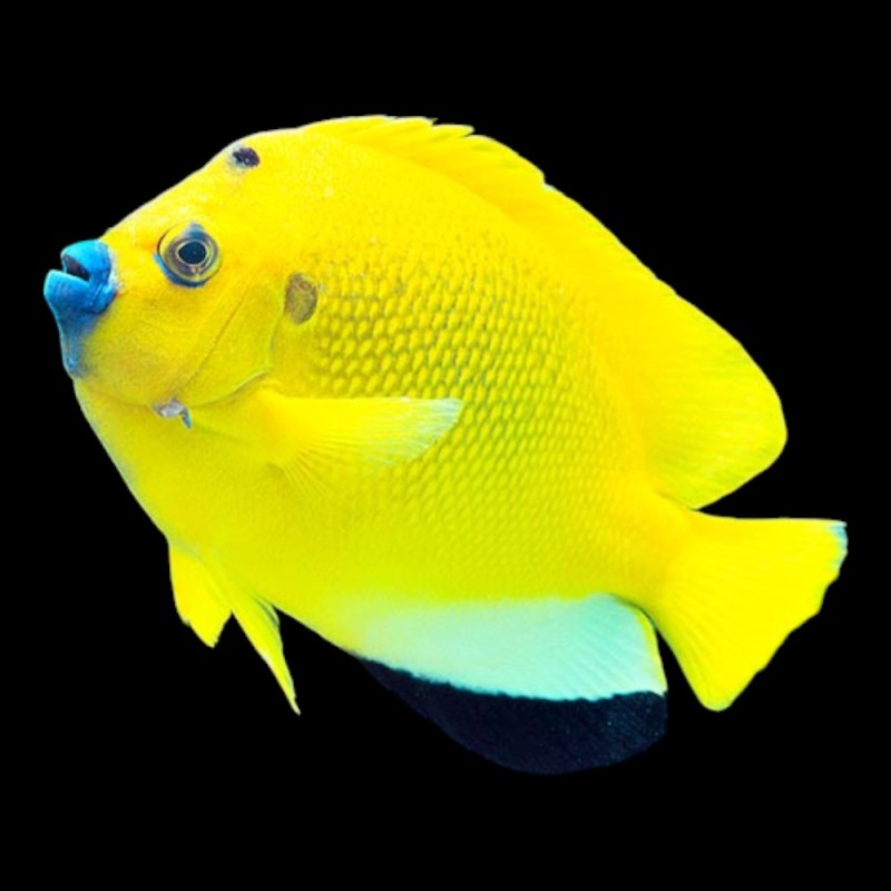 Flagfin Angel