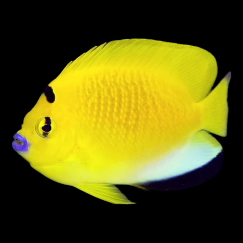 Flagfin Angel