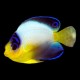 Multicolour Angelfish