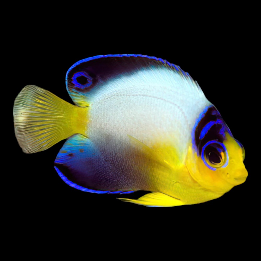 Multicolour Angelfish